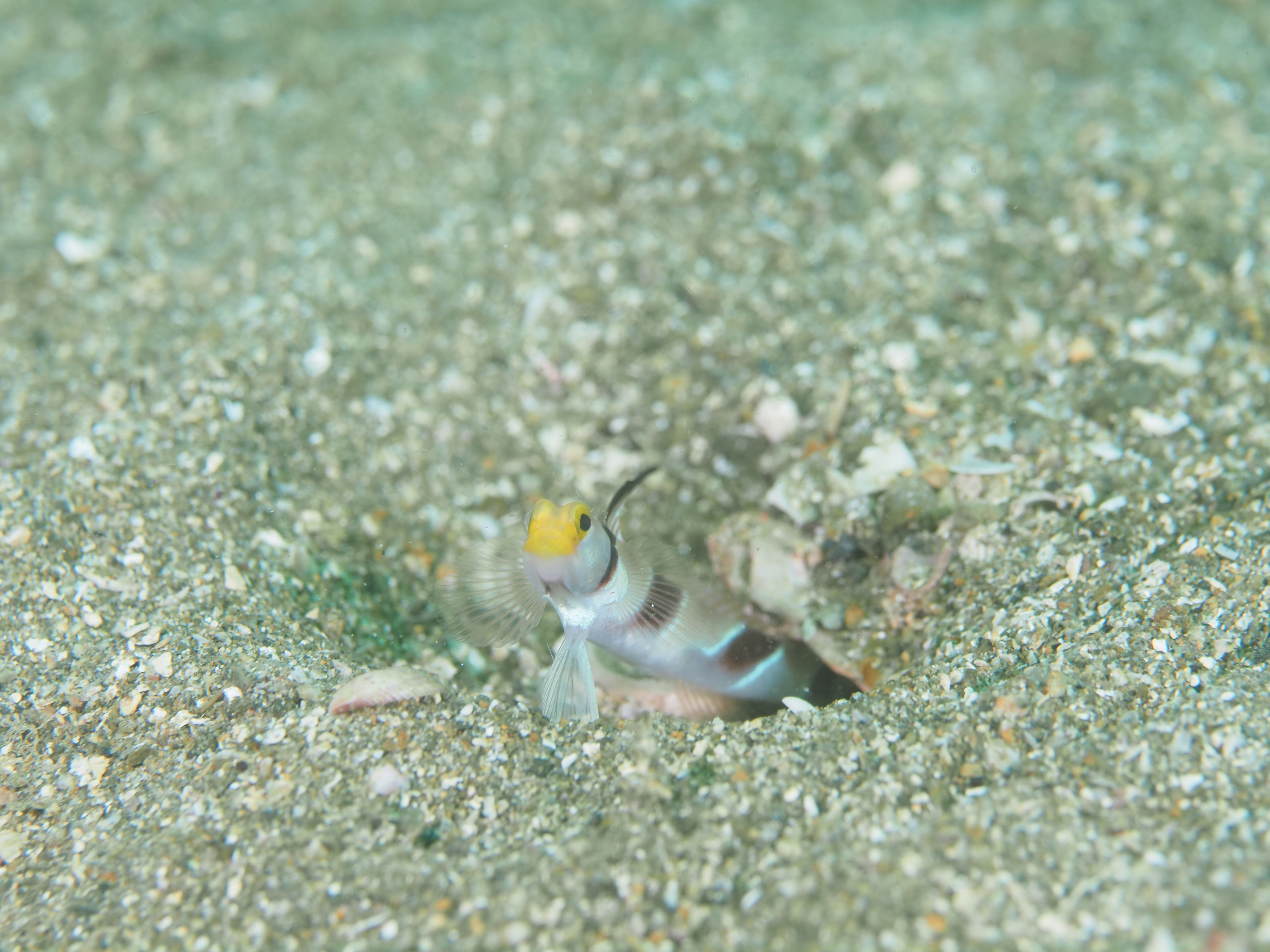 ヒレナガネジリンボウ